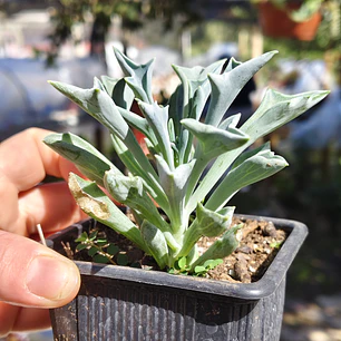 Senecio Kleiniiformis 