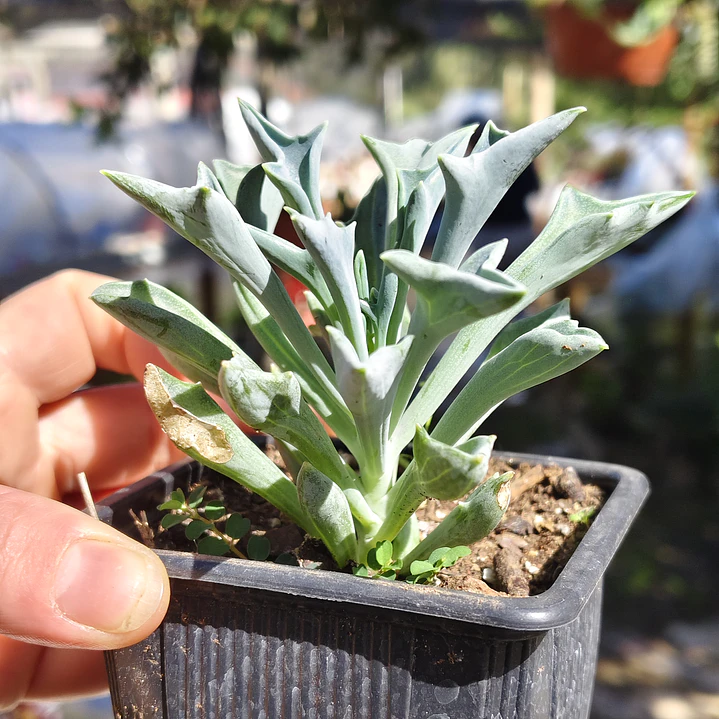 Senecio Kleiniiformis  2