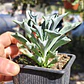 Senecio Kleiniiformis  - Miniatura 2