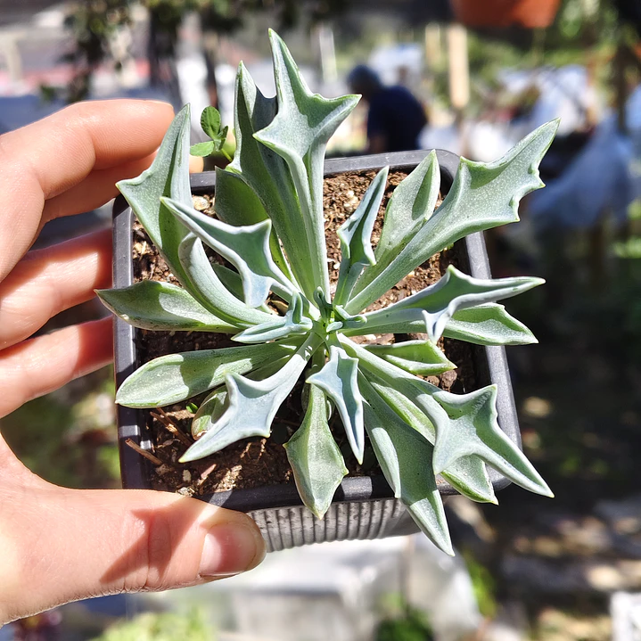 Senecio Kleiniiformis  3