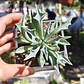Senecio Kleiniiformis  - Miniatura 3