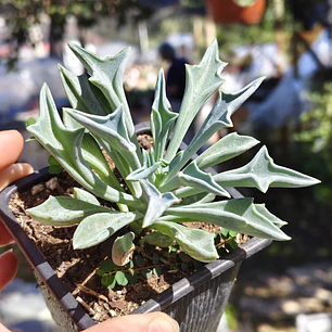 Senecio Kleiniiformis 