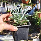 Senecio Kleiniiformis  - Miniatura 5