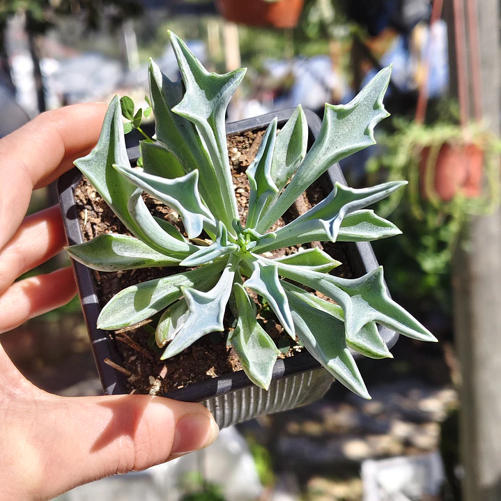 Senecio Kleiniiformis  4