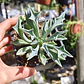 Senecio Kleiniiformis  - Miniatura 4