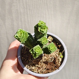 Crassula Green pagoda