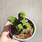 Crassula Green pagoda - Miniatura 2