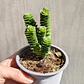 Crassula Green pagoda - Miniatura 3