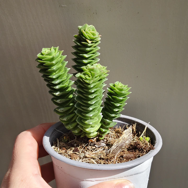 Crassula Green pagoda 1