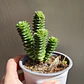 Crassula Green pagoda - Miniatura 1