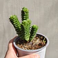 Crassula Green pagoda - Miniatura 4