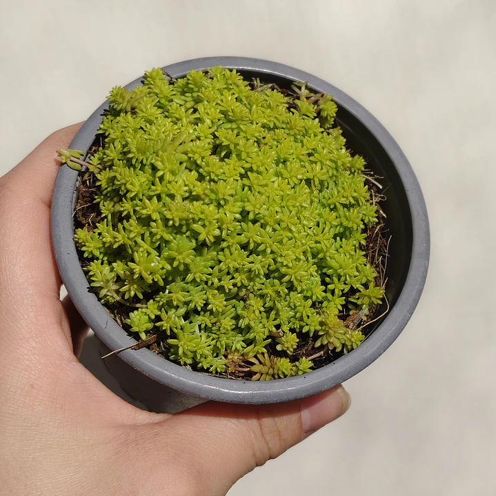 Sedum Japonicum Tokyo Sun 1