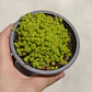 Sedum Japonicum Tokyo Sun - Miniatura 1