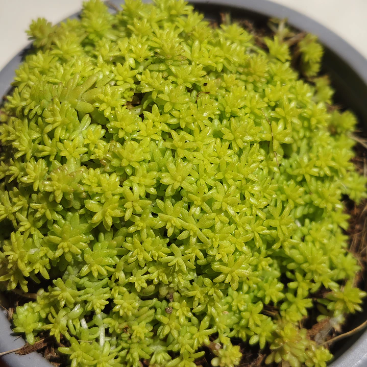 Sedum Japonicum Tokyo Sun 4