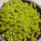 Sedum Japonicum Tokyo Sun - Miniatura 4