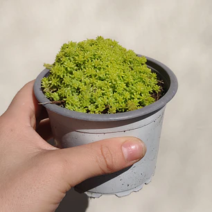 Sedum Japonicum Tokyo Sun