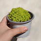 Sedum Japonicum Tokyo Sun - Miniatura 2