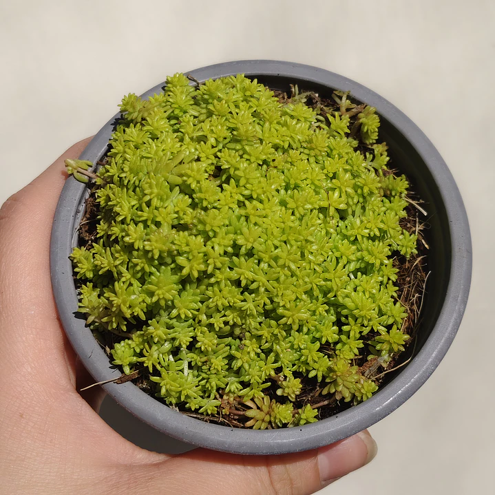 Sedum Japonicum Tokyo Sun 3