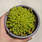 Sedum Japonicum Tokyo Sun - Miniatura 3