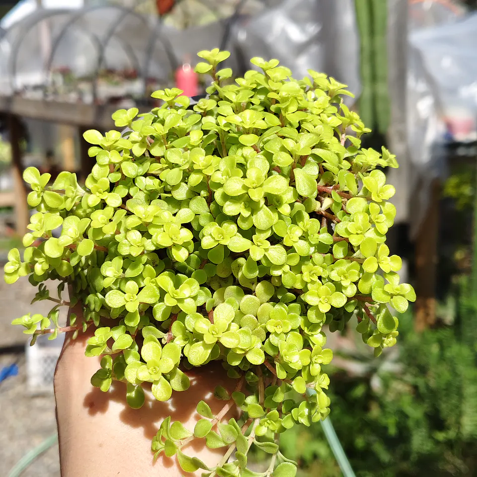 Sedum Makinoi 
