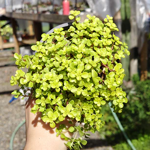 Sedum Makinoi 