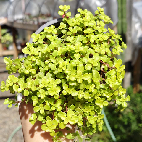Sedum Makinoi "Ogon"