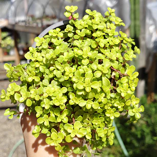 Sedum Makinoi 