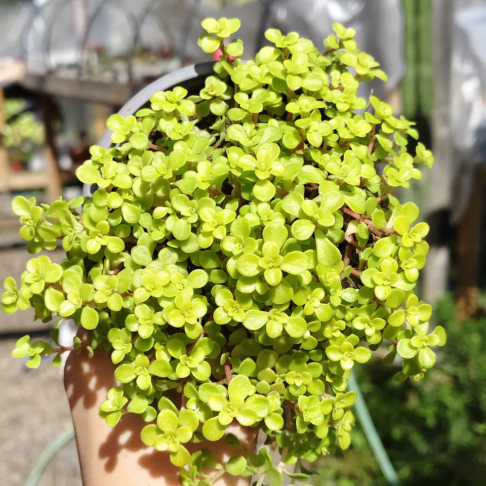 Sedum Makinoi 