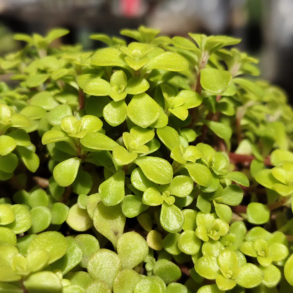 Sedum Makinoi 