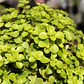 Sedum Makinoi 