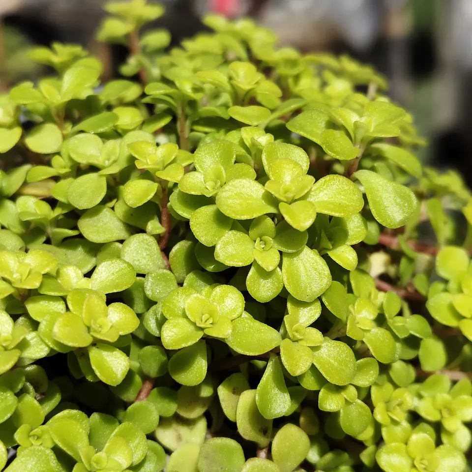 Sedum Makinoi 