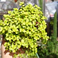 Sedum Makinoi 