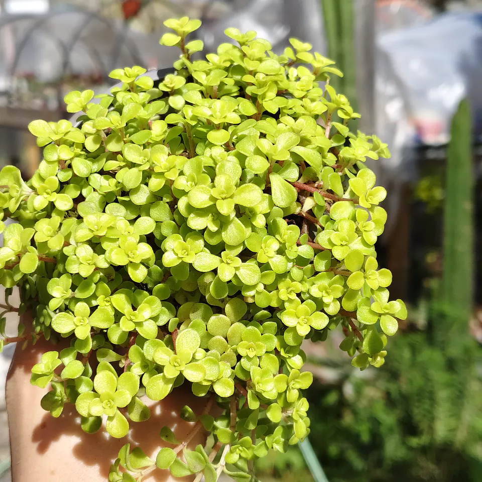 Sedum Makinoi 