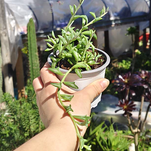 Senecio Peregrinus 