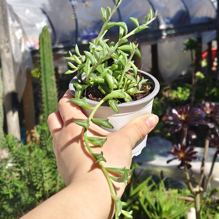 Senecio Peregrinus 