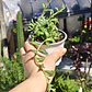 Senecio Peregrinus 
