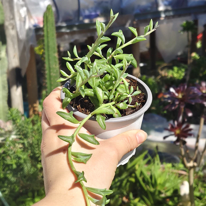 Senecio Peregrinus 