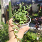 Senecio Peregrinus 