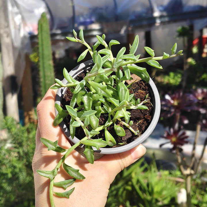 Senecio Peregrinus 