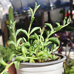 Senecio Peregrinus 