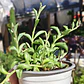 Senecio Peregrinus 