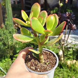 Crassula Ovata Hummels sunset 