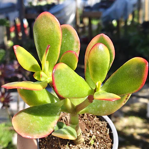 Crassula Ovata Hummels sunset 