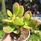 Crassula Ovata Hummels sunset  - Miniatura 4