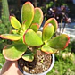 Crassula Ovata Hummels sunset  - Miniatura 5