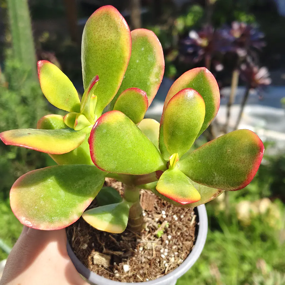 Crassula Ovata Hummels sunset  5