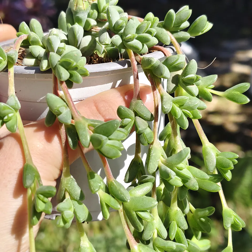 Braunsia Maximilani 5