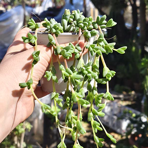 Braunsia Maximilani