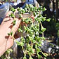 Braunsia Maximilani - Miniatura 2