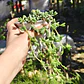 Braunsia Maximilani - Miniatura 3